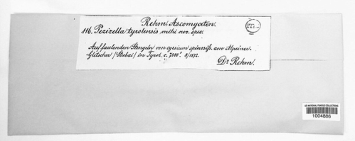 Calycina vulgaris image